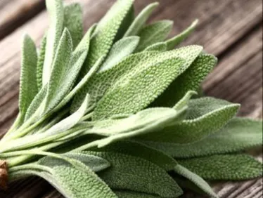 Това мощно растение прониква в ставите и възстановява хрущяла по-добре от всяко химическо вещество. Нарича се...